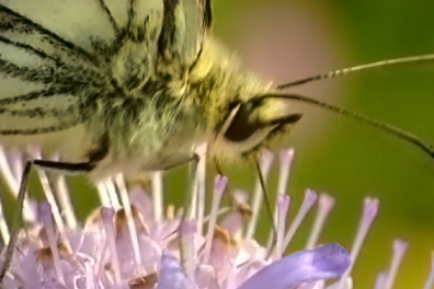 Alimentation du papillon - 2mn 06s